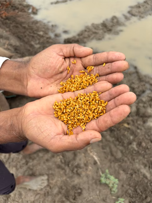 Fertilizantes e Corretivos